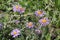 Blossoming wild aster