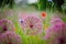 Blossoming wild broadleaf chives, allium senescens,growing on a sunny day in organic garden