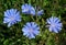 Blossoming wild flowers chicory