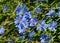 Blossoming wild flowers chicory