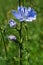 Blossoming wild flowers chicory