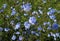 Blossoming wild flowers chicory