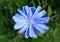 Blossoming wild flowers chicory