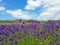 Blossoming wild lavender in the countryside from Portugal