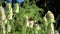 Blossoming wild teasel Dipsacus fullonum and butterflies - red admiral and peacock butterfly Vanessa io