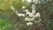 Blossoming wild tree with white flowers on a branch