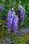 Blossoming wistaria branch in spring garden. Blurry background with purple flowers wisteria or glycine in springtime. Soft focus