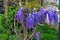 Blossoming wistaria branch in spring garden. Blurry background with purple flowers wisteria or glycine in springtime. Soft focus
