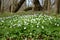 The blossoming wood anemone Anemone nemorosa L.. Spring wood