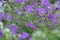 Blossoming woodland geraniums, Geranium sylvaticum