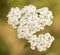 Blossoming yarrow with blured background