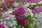 Blossoming yarrow flowers.