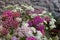 Blossoming yarrow flowers.