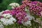 Blossoming yarrow flowers.