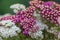 Blossoming yarrow flowers.