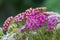 Blossoming yarrow flowers.