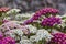 Blossoming yarrow flowers.