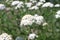 Blossoming yarrow in the garden