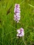 Blossoming yatryshnik spotty (Orchis maculata L. )