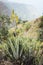 Blossoming yellow aloe vera plant in front of a fertile valley