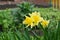 A blossoming yellow daffodil flower grows in the garden