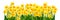 Blossoming yellow daffodils isolated on white