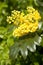 Blossoming yellow holly plant