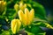 Blossoming yellow magnolia flower in the garden, macro image, natural seasonal floral background