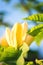 Blossoming yellow magnolia flower in the garden, macro image, natural seasonal floral background