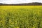 Blossoming yellow mustard seed on field near forest in autumn co