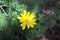 Blossoming yellow pheasant`s eye in the garden