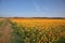 Blossoming yellow and red buttercups