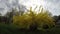 Blossoming yellow spring bush, Timelapse 4K