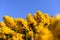 Blossoming Yellow Ulex Gorse Flower Bush with Blue sky