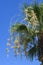 Blossoming yellowish flowers of a palm tree