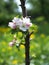 Blossoming of a young  columnar apple-tree