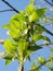 Blossoming young leaves on the willow branches on blue sky background
