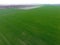 Blossoming young plum garden, top view. Span of the drone over the plum blooming garden.