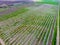 Blossoming young plum garden, top view. Span of the drone over the plum blooming garden.