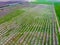 Blossoming young plum garden, top view. Span of the drone over the plum blooming garden.