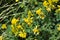 Blossoms of alfalfa sickle Medicago falcata
