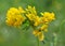 Blossoms of alfalfa sickle Medicago falcata