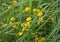 Blossoms of alfalfa sickle Medicago falcata