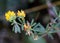 Blossoms of alfalfa sickle (Medicago falcata