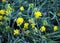 Blossoms of alfalfa sickle (Medicago falcata