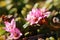 Blossoms of the alpine azalea (Kalmia procumbens)