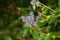 Blossoms of autumn lilac bush (Syringa microphylla)