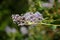 Blossoms of autumn lilac bush (Syringa microphylla)