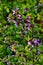 Blossoms of Ballota nigra, the black horehound
