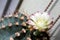 The blossoms of the cactus in full bloom have white petals and the tips of the petals are light purple gradation on blurred backgr